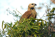 Picture 'Br1_0_01168 Eagle, Brazil'